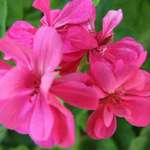 Geranium