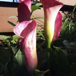 Lilies