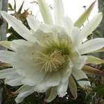 Cactus  Flower