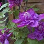 Clematis