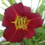 flower 1