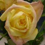 yellow pink rose