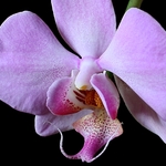 Orchid