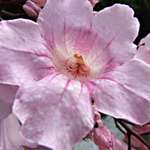 Closeup Pink