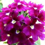 Dainty Scarlet