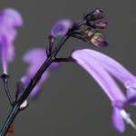 Purple buds