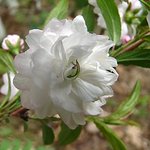 Almond bush blossom