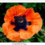 Georgia O'Keefe Poppy