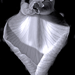 Petal