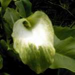 Lilly