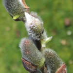 Willow Flowers
