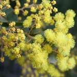 Wattle 2