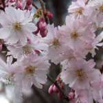 Pink Cherry Blossoms