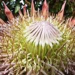 Open flower