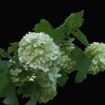 Snow Ball Blossoms