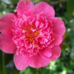 Camellia 
