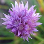 Chive's Flower