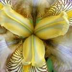 Iris.... macro
