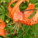 Lily