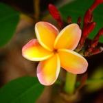 Yellow Frangapani