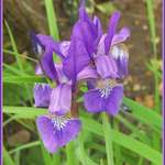 Jas's Iris