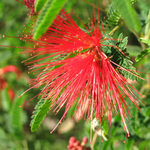 Fairy Duster