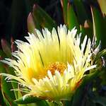 Ice Plant Flower