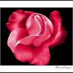 Abstract Rose #2