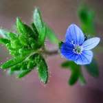Small Blue Flower