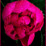 Peony - Dark Background