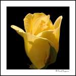 A rose is a rose is a rose