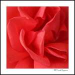 Another Rose 3