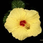 Hibiscus