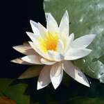 WATER LILY