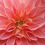 Dahlia