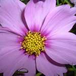 purple daisy