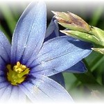 purple wildflower