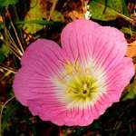 Primrose