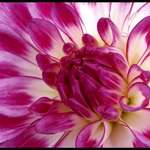 Pretty Dahlia
