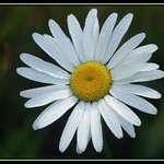 Daisy in Dew