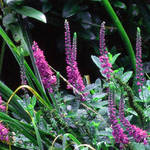 flower garden 2