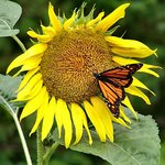 Butterfly&Sunflower