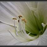 Amaryllis lightened