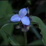 Spiderwort