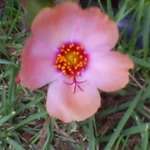 Pink Flower