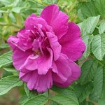 A rose
