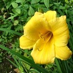 Stella Dora Lily