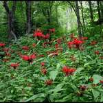 Bee Balm in Forest