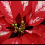 Poinsettia close up