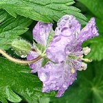 Raindrops